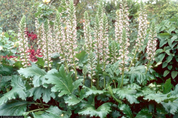 A flowering of acanthus plants (image courtesy of The Smithsonian Institution)